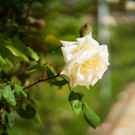 Villa Juri Garden Berat Kültér fotó